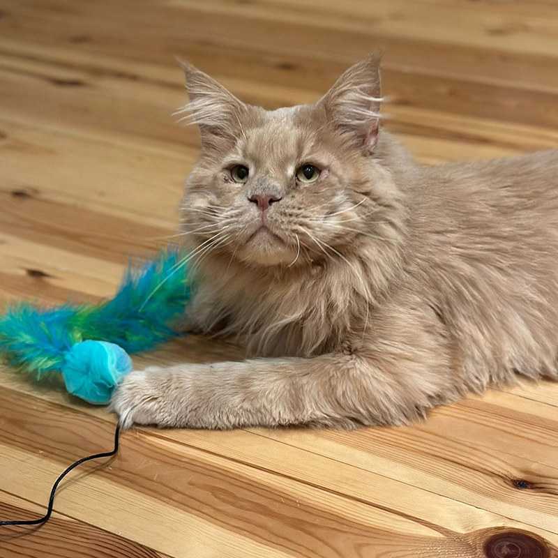 Aslan the Maine Coon plays for the first time after his eye surgery for bilateral entropion
