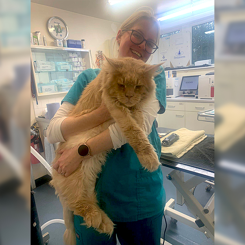 Vet with Aslan the giant Maine Coon cat with entropion