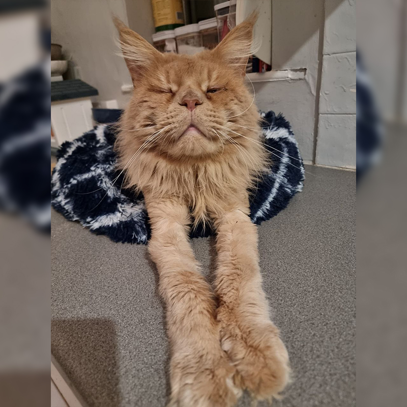 Maine Coon with bilateral entropion requiring surgeries