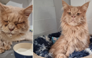 Bradford Cat Watch and Sanctuary, Katie Lloyd, Aslan, bilateral entropion, eye surgery, cat rescue