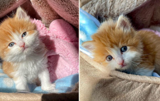 The Happy Kitty Rescue, Grace Choi, Ed Sheeran Look-alike kitten, Badger, Uncle Joey