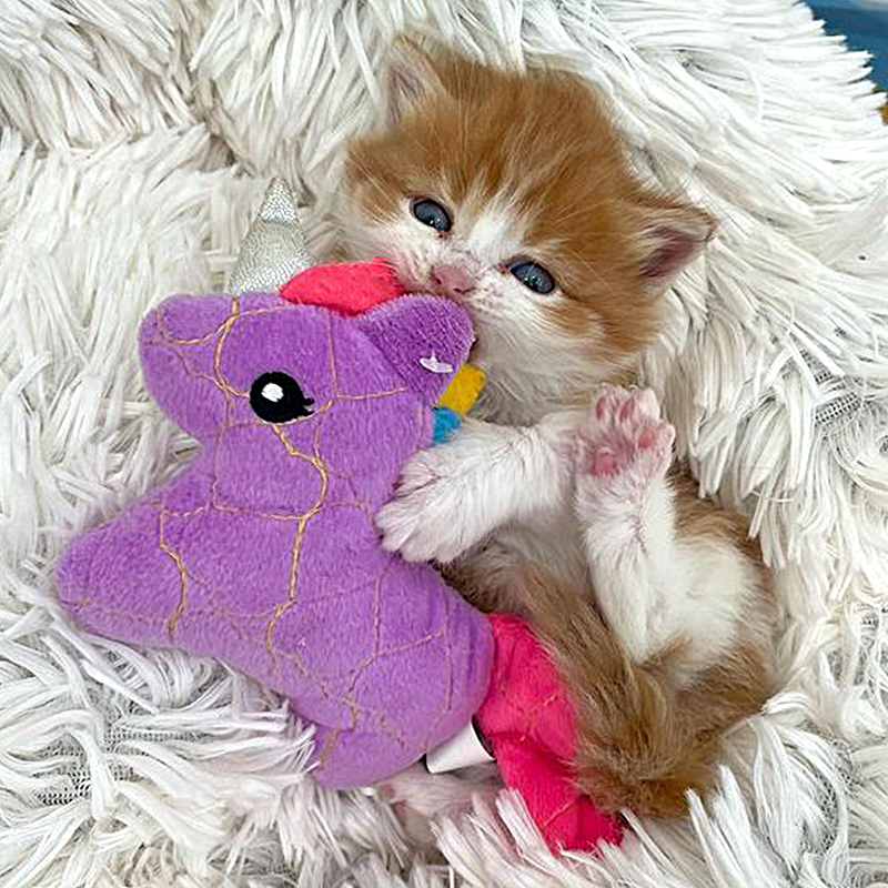 Ed Sheeran look-alike kitten, Badger with his toy unicorn