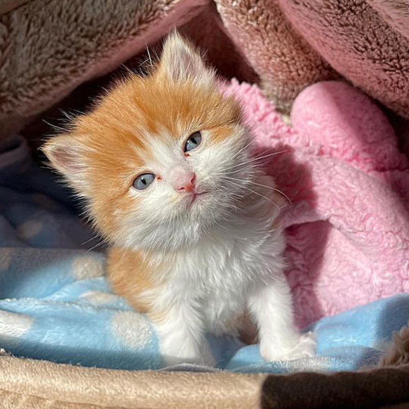 Ed Sheeran look-alike kitten, Badger soon after arrival with Grace at the Happy Kitty Rescue in Los Angeles