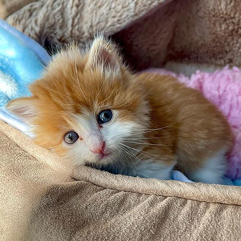Ed Sheeran look-alike kitten, Badger soon after arrival with Grace at the Happy Kitty Rescue in Los Angeles, can't stop the rain