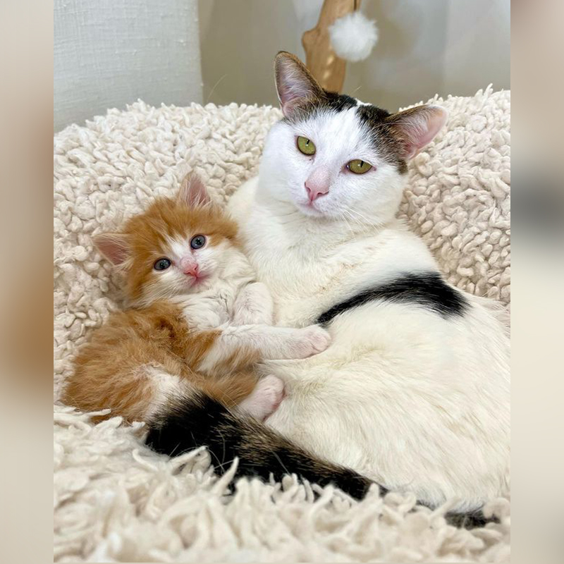 Uncle Joey and Badger, Ed Sheeran look-alike kitten at the Happy Kitty Rescue in LA