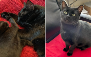 Haley, jankycats, Bear and Bernadette or Bern the black cats, former feral, mama bear, feeder of cats, California