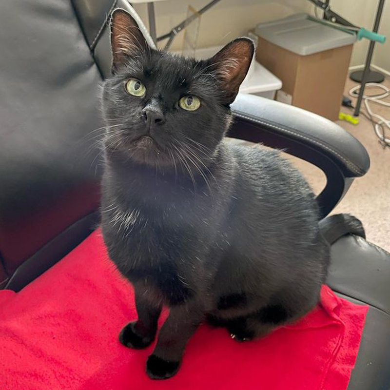 Black cat Bear, former feral, sits on a chair