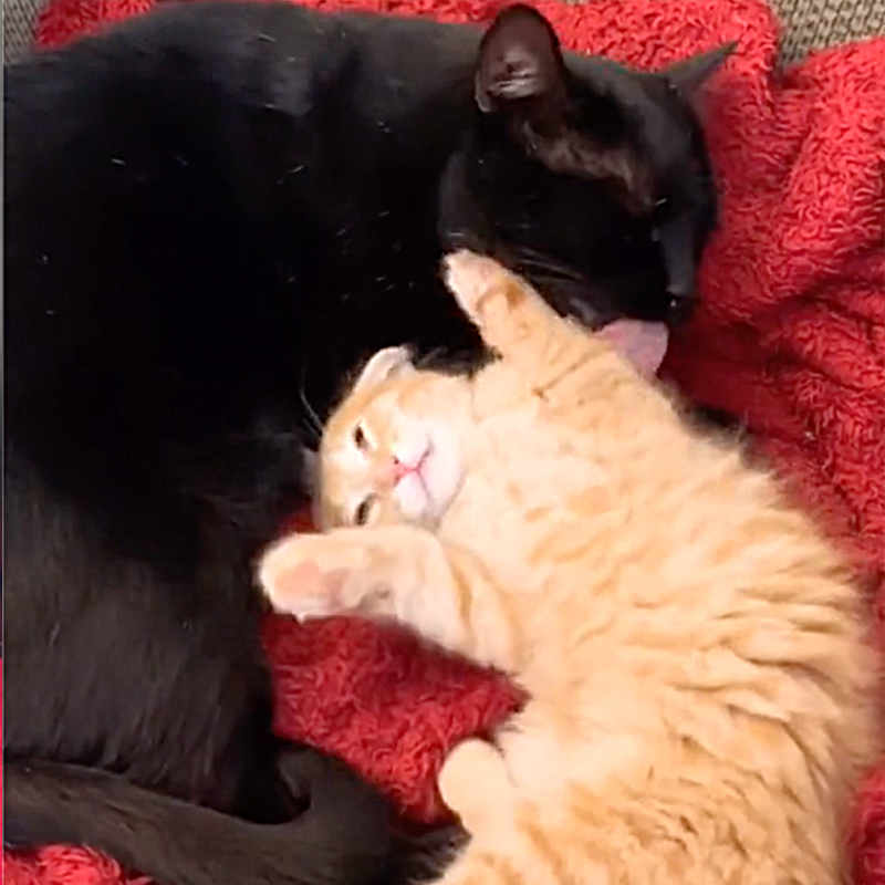 Black cat plays with orange foster kitten, jankycats, Haley, feeder of cats