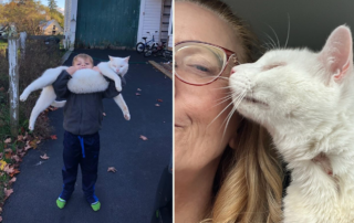 Big Steve the white cat, Tip My Ear TNR & Rescue, Save Our Stray's, Florida and New Hampshire, reunion, Janice and Gavin, Ruth Pennington