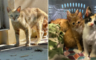 Cat Man Chris, Dunkin' Donuts kitten rescue, Tampa, Happy Tailz Cat Rescue, feral cats, Chris Poole, Cole and Marmalade