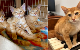 Cat Man Chris, ginger kittens rescued named after KISS members, rock and roll, Ace, Paul, Peter, and Gene, Kneady Kitty Rescue, Tampa, Florida, Catty Shack