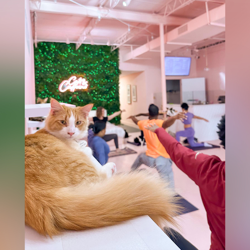 yoga at Cats and Caffeine in Tampa, Florida