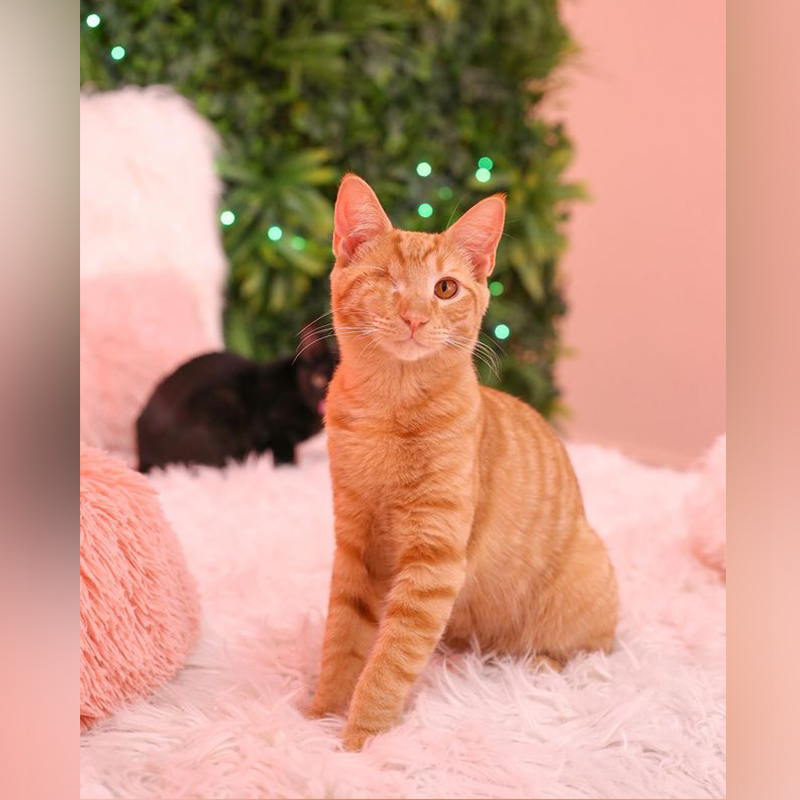 One-eyed orange rescued cat at Cats and Caffeine cat café in Tampa, Florida, 2