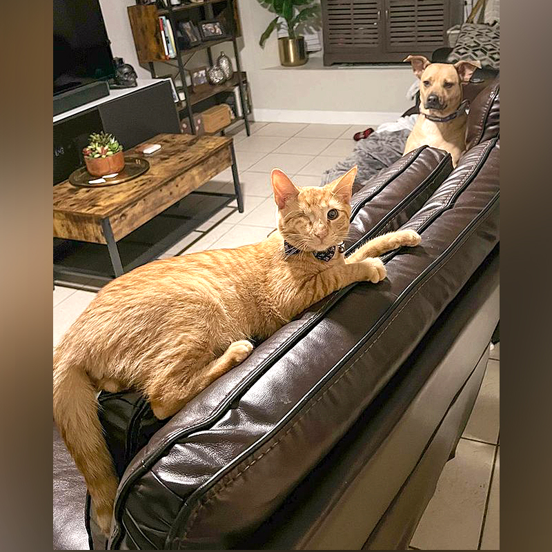 Chandler the orange pirate kitty on a sofa with a dog sibling.