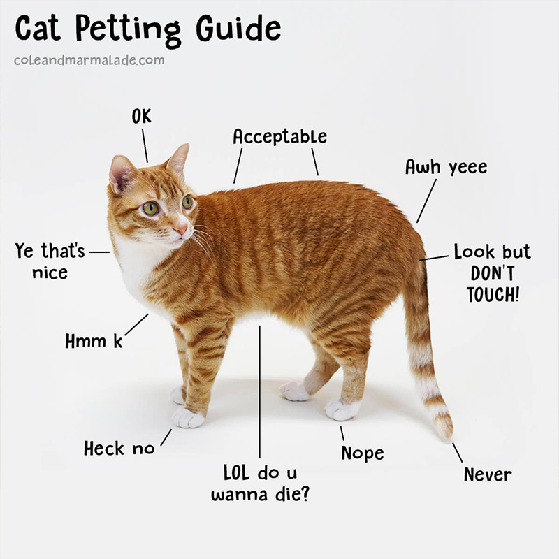 Marmalade, Cat Petting guide via Facebook, Cole and Marmalade