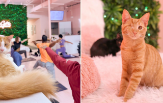 Cats and Caffeine cat café in South Tampa, Chandler the one-eyed pirate kitty finds two new friends and mommies
