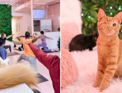 Chandler Makes New Forever Friends at Tampa’s First Cat Café