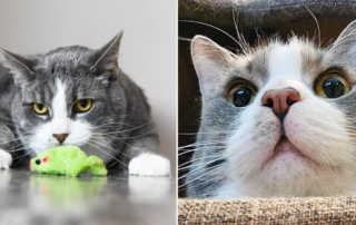 Megachonker Charlie the cat, 26.5 pounds, Feline Friends Chicago, weight loss, physical trainer for cat, overweight cat