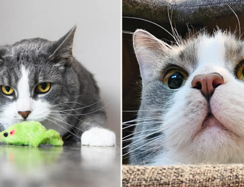 Megachonky Charlie Seeks Furever Family/Personal Trainer to Help Him Cat Again