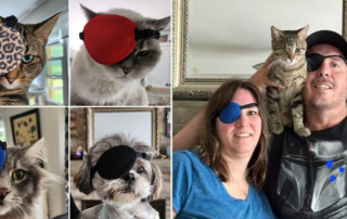 Doug, One-eyed kitten, Purrfect Rescue Inc. Crystal Lake, Illinois, pirate kitty, feline herpes, blind foster kitten