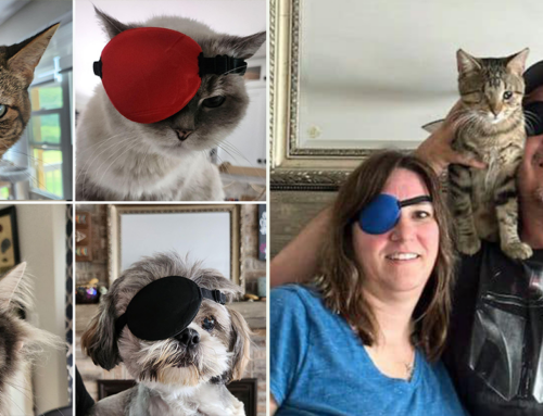 Entire Family Wears Eye Patches to Celebrate Adopting One-Eyed Foster Kitty Doug