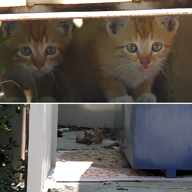 Family of cats near a dumpster at Dunkin' Donuts, Tampa, Florida, Cat Man Chris Poole, 2