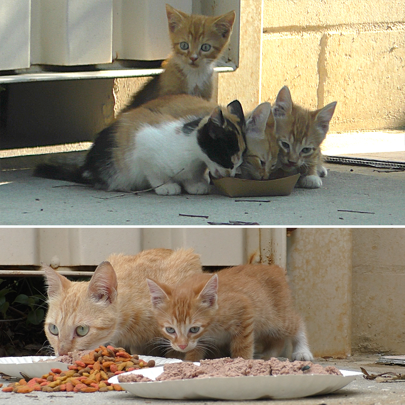 The feral family of cats near a Tampa dumpster, Cat Man Chris