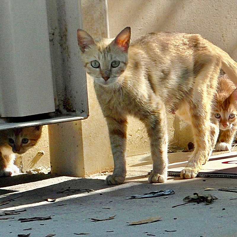Mama cat near dumpster at Tampa Dunkin' Donuts with four kittens