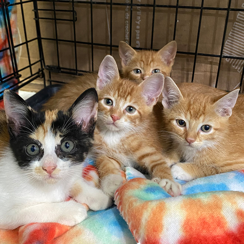 All four Dunkin' Donuts kittens at the Catty Shack, Tampa, Cat Man Chris