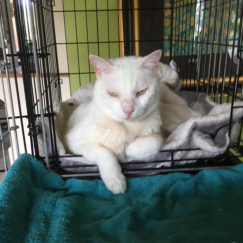 Big white cat at Tip My Ear TNR & Rescue in Florida, Pasco County