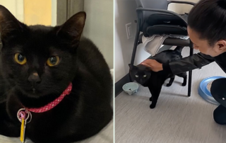 Glory the cat, Violet and her cats Nas and Nia. Reunion shared by North Shore Animal League America, Beth Stern, missing black cats