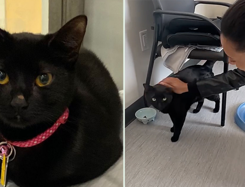 Search for Missing ‘Glory’ Leads to Unexpected Reunion and Adoptions for Look-a-Like Black Cats