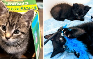 Godiva, Melli, and Oregano, rescued kittens, Kneady Kitty Rescue in Pinellas County, Florida, house panthers, adopt in trios