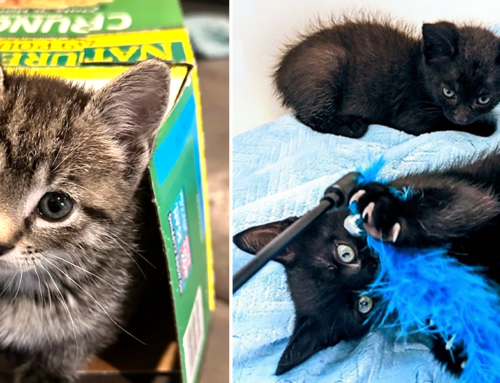 Rescuers’ Spirits Get a Boost When Family Adopts Three Kittens Saved Separately