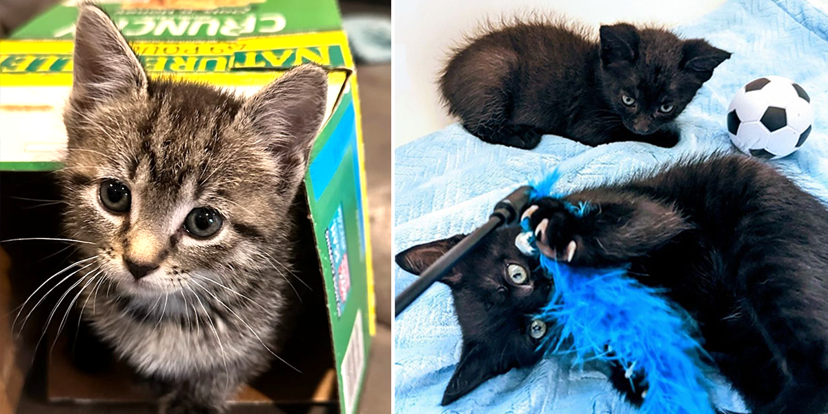 Godiva, Melli, and Oregano, rescued kittens, Kneady Kitty Rescue in Pinellas County, Florida, house panthers, adopt in trios