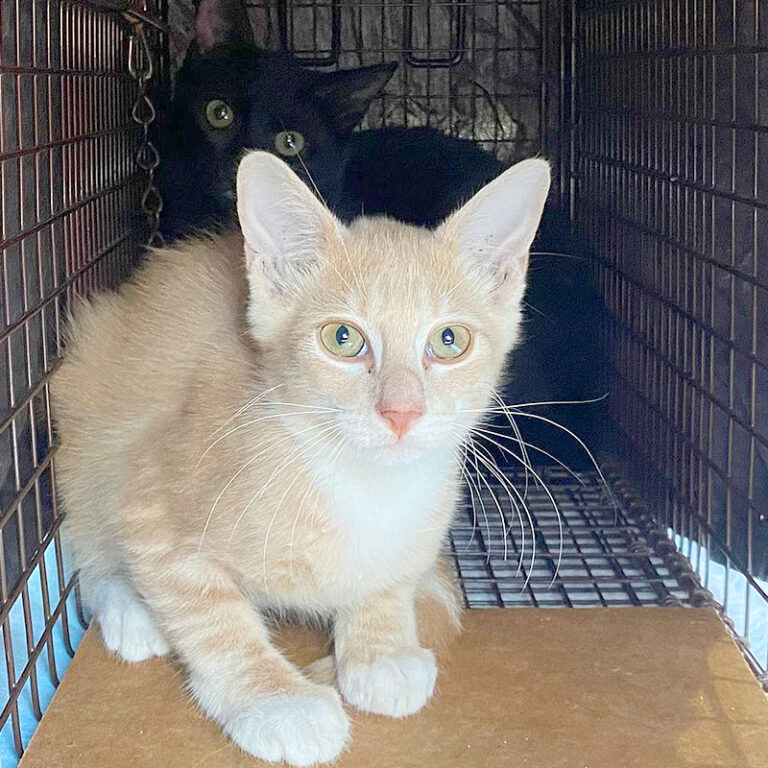 Cat Man Chris Ginger Kitten Rescues Form Rock Band HISS