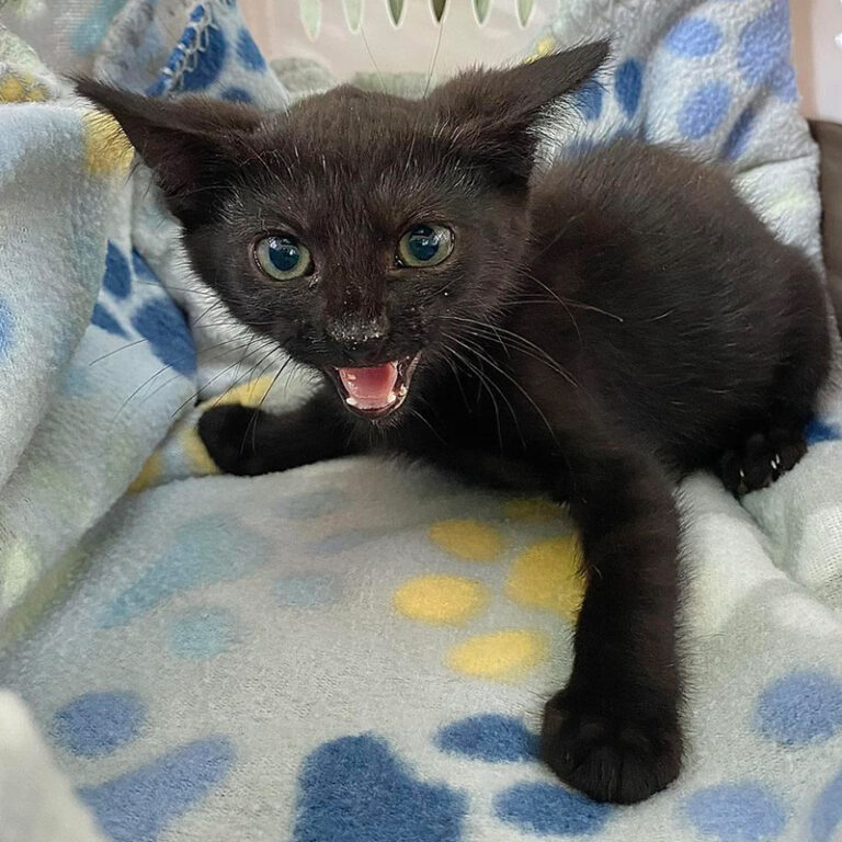 Cat Man Chris Ginger Kitten Rescues Form Rock Band HISS