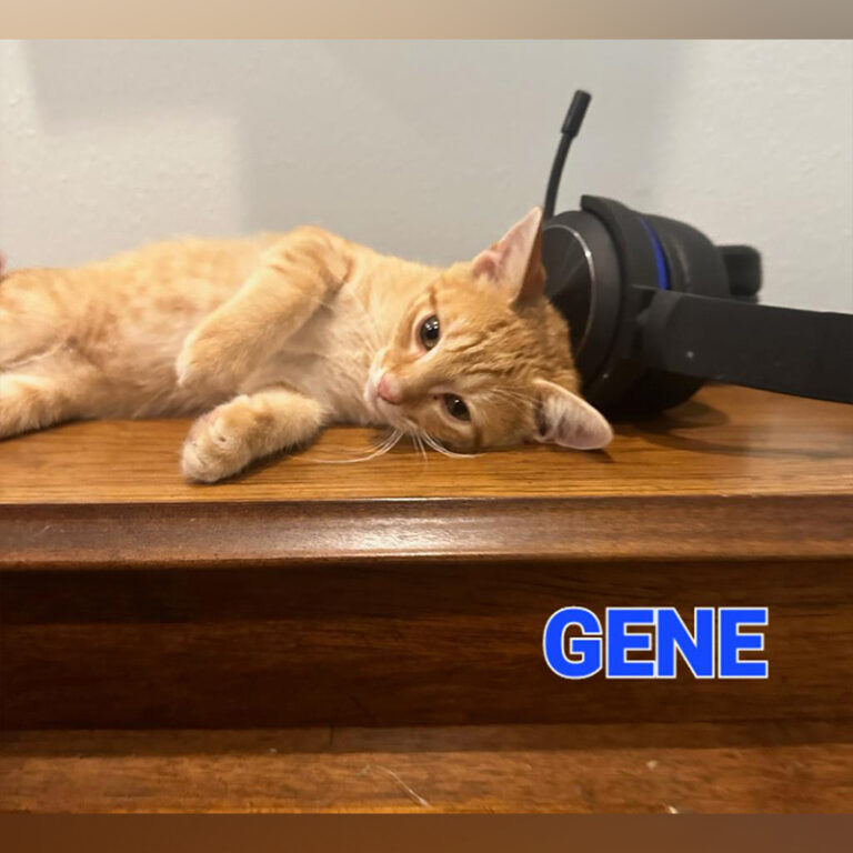 Cat Man Chris Ginger Kitten Rescues Form Rock Band HISS