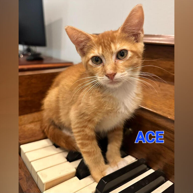 Cat Man Chris Ginger Kitten Rescues Form Rock Band HISS