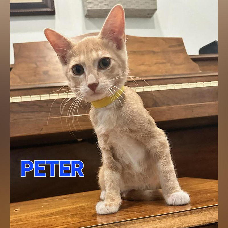 Peter the KISS or HISS kitten, Kneady Kitty Rescue 
