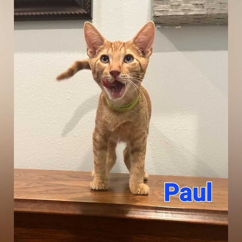 Paul the KISS or HISS kitten, Kneady Kitty Rescue 