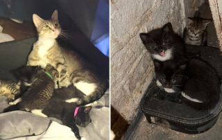Elaine Keating-Brown, Little Wanderers NYC, New York City, Bronx, rescued mother cat and kittens, miracles, miracle, Swiftie