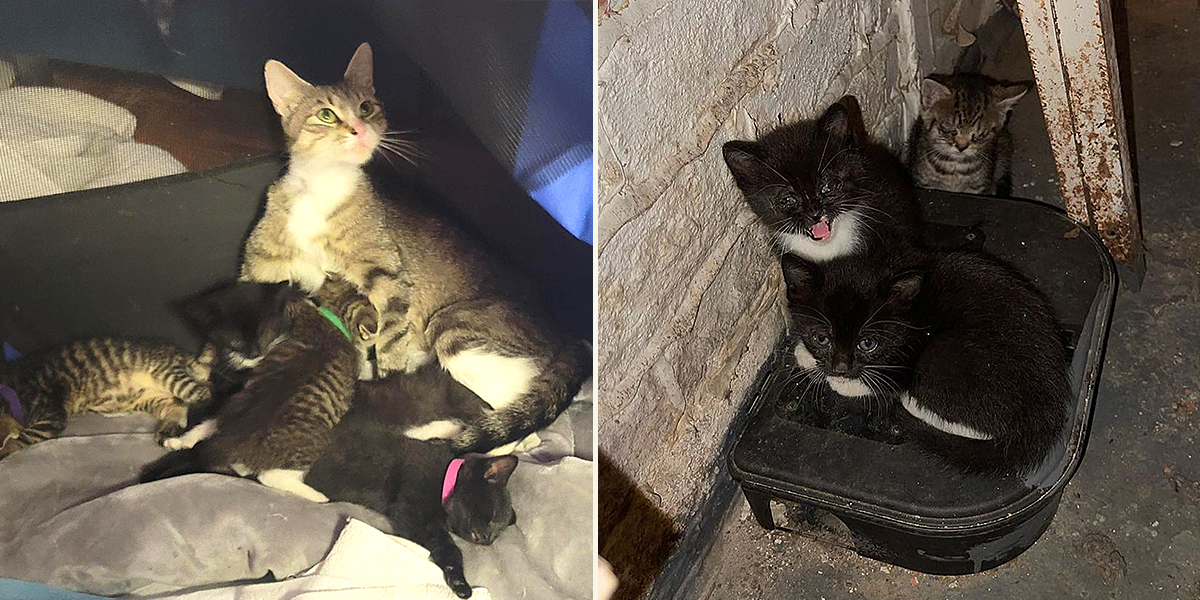 Elaine Keating-Brown, Little Wanderers NYC, New York City, Bronx, rescued mother cat and kittens, miracles, miracle, Swiftie