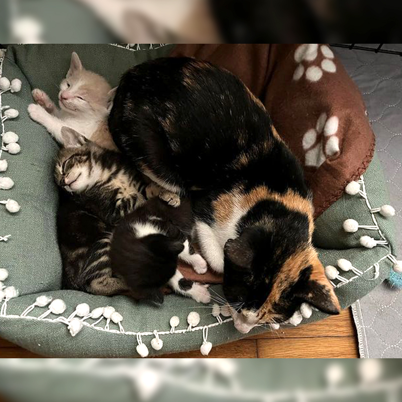 Mother calico cat with her kittens at Liberation Cat House fosterer Ai Nakamura's home