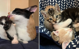 Liberation Cat House, Orlando, Central Florida, Mama Chorizo and her Spanish Charcuterie-themed kittens, rescuer Ai Nakamura