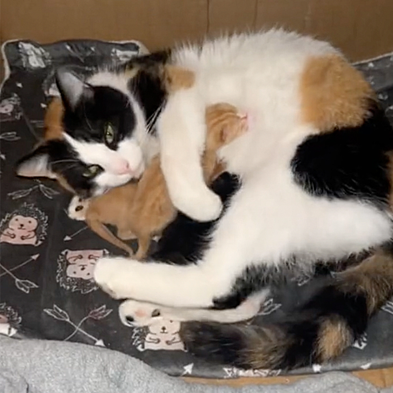 Rihanna the calico mother with her kittens at House of Six Cats, Olivia Stuedle