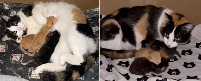 Rihanna the calico mother with her kittens at House of Six Cats, Olivia Stuedle, Liv, Quincy, Illinois, bonus baby