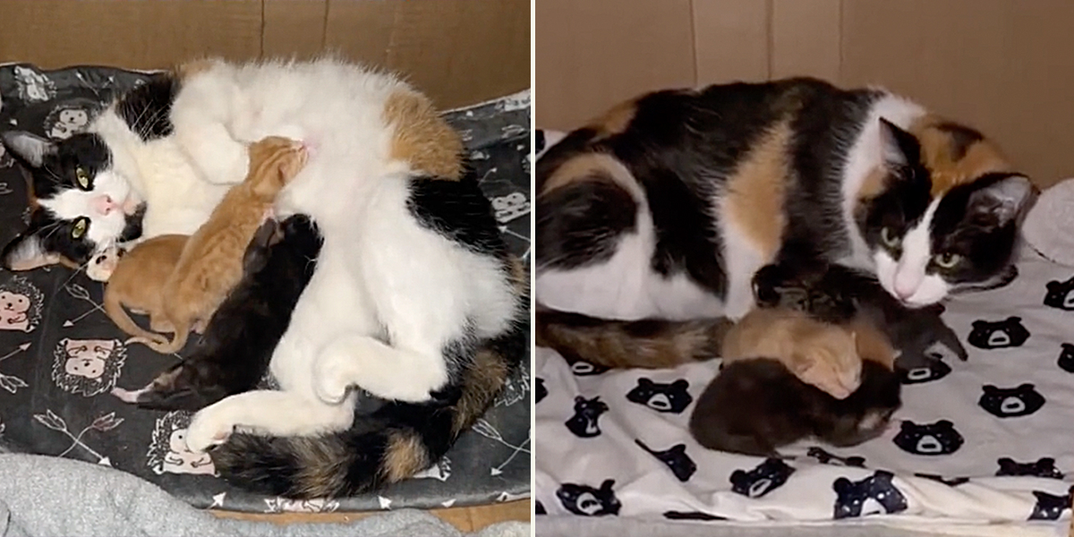 Rihanna the calico mother with her kittens at House of Six Cats, Olivia Stuedle, Liv, Quincy, Illinois, bonus baby
