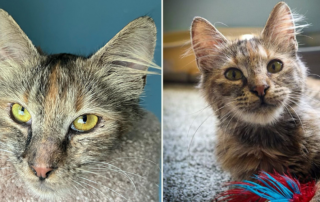 CAAT Friends, Maya and Andres the rescued cats in Los Angeles, Queen of Hearts Rescue, torbie, black cat, feral friendlies, friendly cats