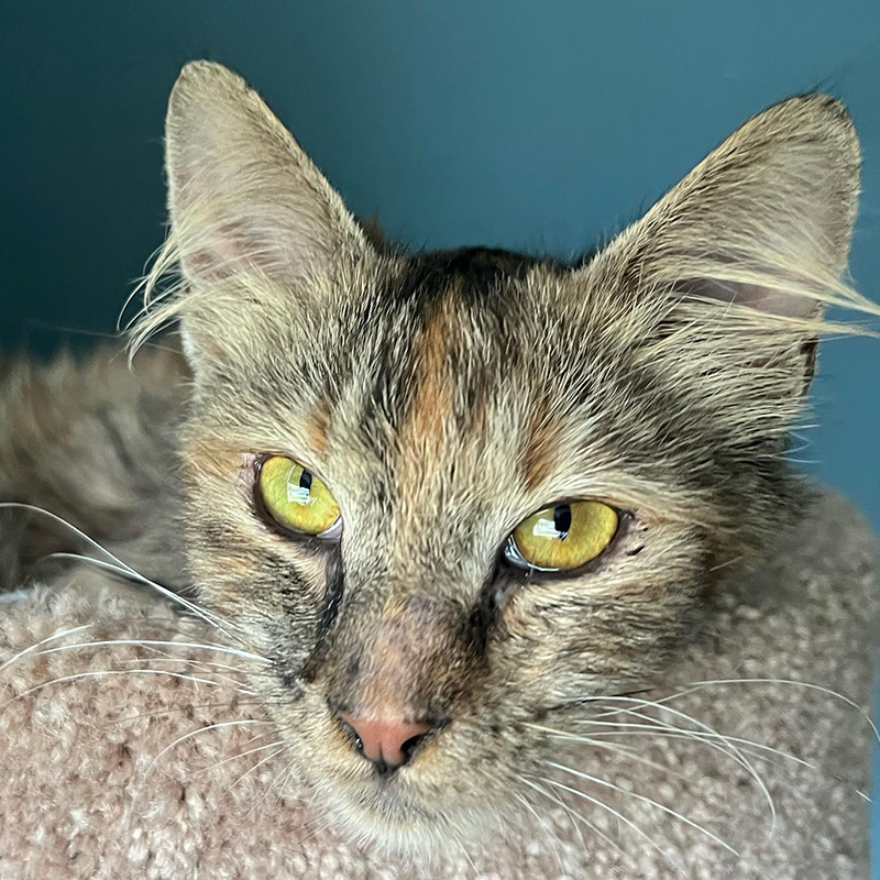Maya the beauty queen torbie cat saved from a feral colony in Los Angeles